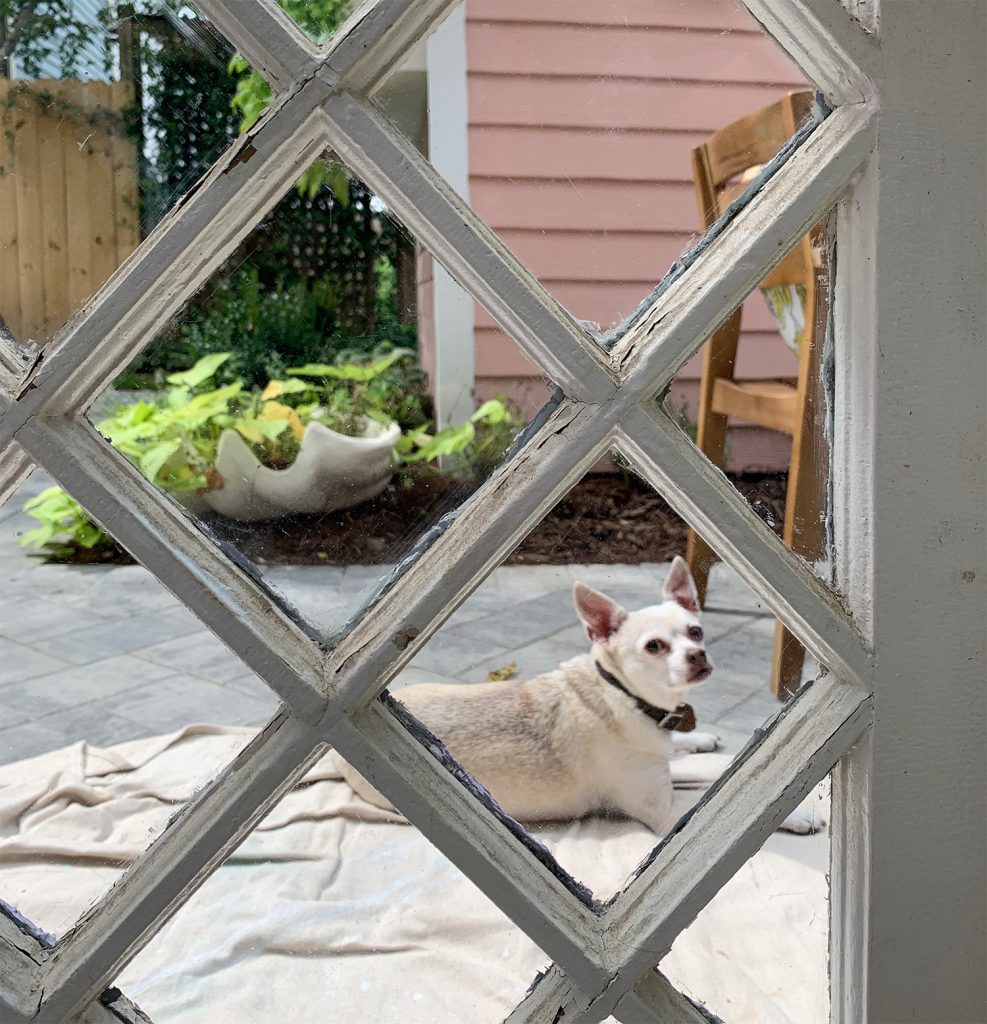 Portrait Of Chihuahua Through Diamond Glass Window