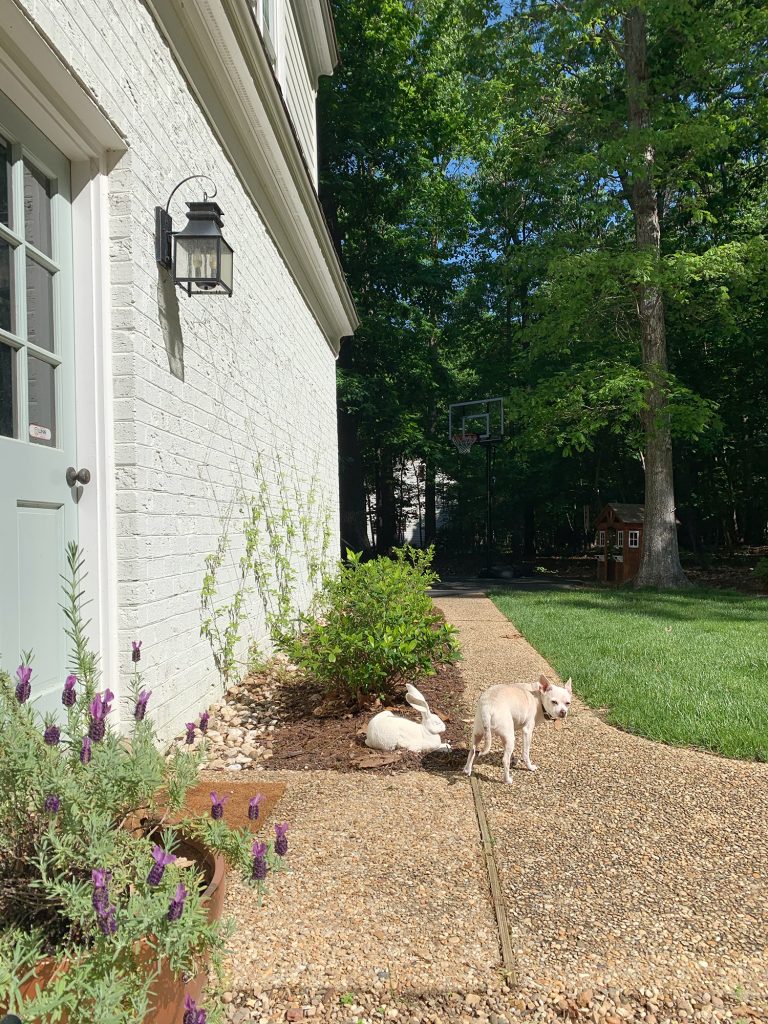 Chihuahua next to wire trellis with clematis vine growing up brick wall